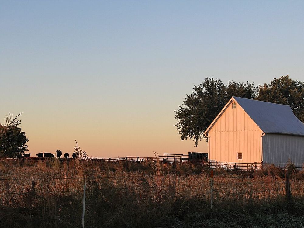 A barn and cattle pasture at sunset